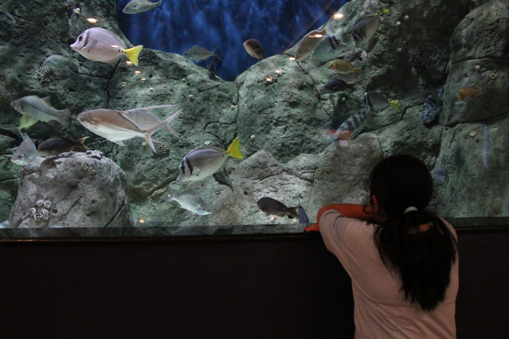Paseo escolar al Acuario Michin